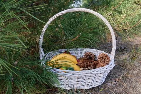 Under a pine tree , there is a white wicker basket with fruits and cones Stock Photos