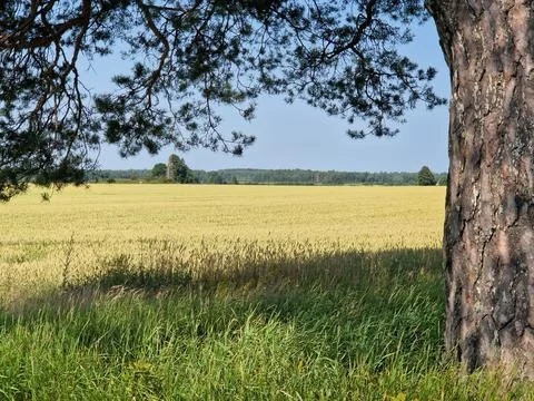 Under Pine tree in a wheat field Stock Photos