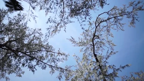 Under the Pine Trees Stock Footage 138975445