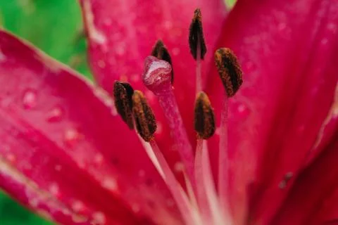 Under a pink gerbera Stock-Fotos