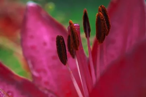 Under a pink gerbera Foto stock