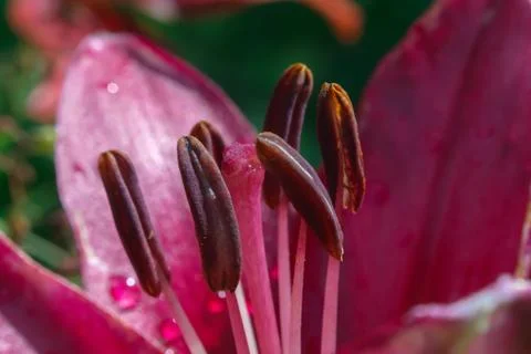 Under a pink gerbera Stock Photos