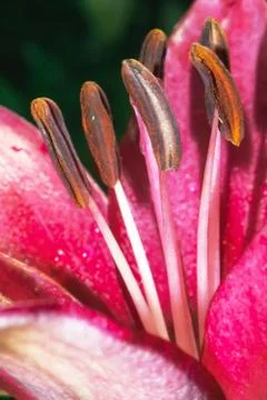Under a pink gerbera Foto stock