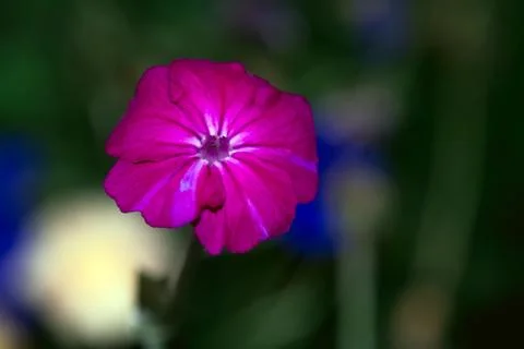 Under a pink gerbera Stock Photos