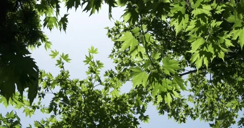 Under the Plane Tree and Its Leaves Swaying in the Wind Stock Footage 303572718