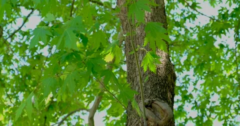 Under the Plane Tree and Its Leaves Swaying in the Wind Stock Footage 303573032