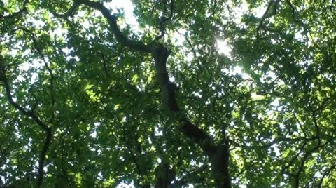Under the plane trees (1) 動画素材 22359506