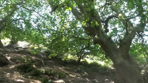 Under the plane trees (2) Stock Footage 22359710