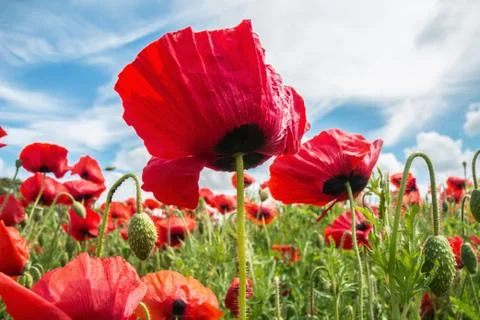 Under a poppy Stock Photos