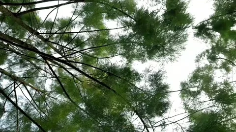Under the prawn pine tree with the wind blowing gently during the day Stock Footage 282152925