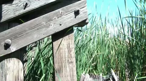 Under Railroad Bridge with Cattails Video stock 12615502
