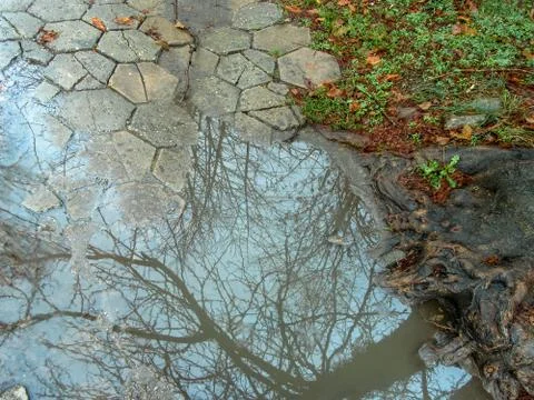 Under the rain - details. Stock Photos