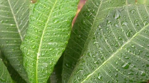 Under the rain Stock Footage 284622452