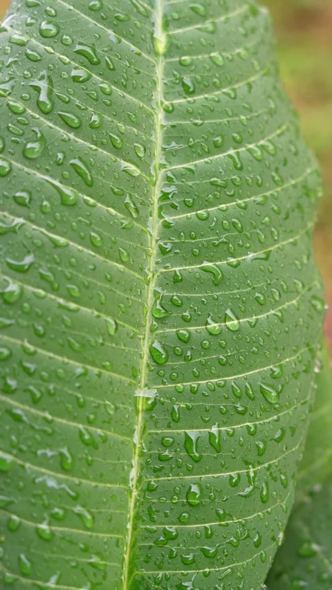 Under the rain Stock Footage 284622454