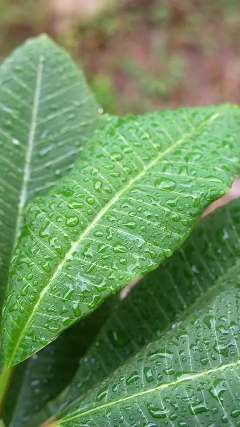 Under the rain Stock Footage 284622458