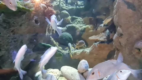 Under Sea Cliff Stock Footage 198156216