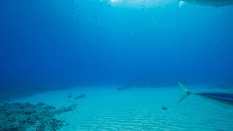 Under the sea Stock Footage 105441823