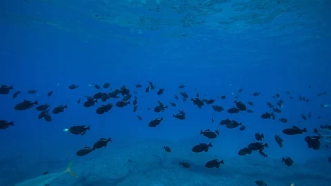 Under the sea Stock Footage 105443555