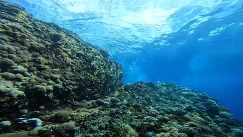 Under the sea Stock Footage 263411993