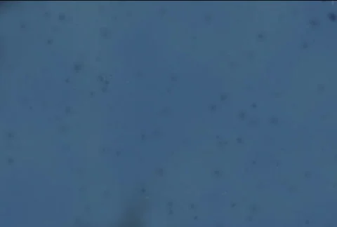 Under Sea or Under Microscope Loop Stock Footage 292665