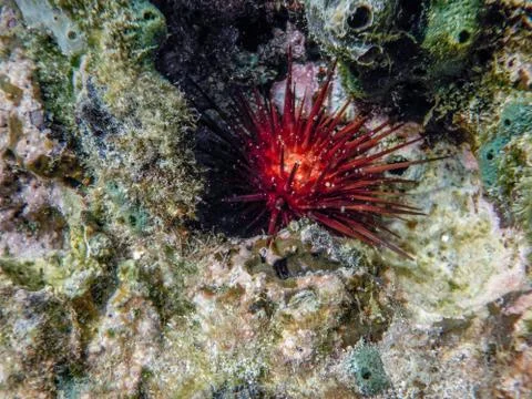 Under the sea  Stock Photos