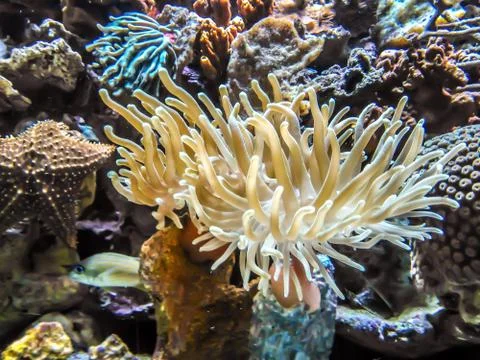 Under the sea  Stock Photos