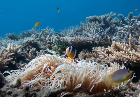 Under the sea Stock Photos