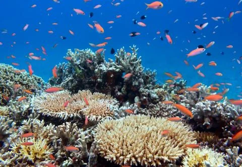 Under the sea Stock Photos