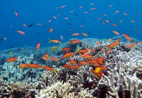 Under the sea 스톡 사진