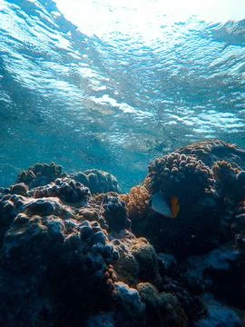 Under the sea 스톡 사진