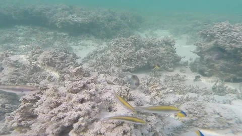 Under the sea showing numerous type of fishes with multiple colors Stock-Footage 139597579