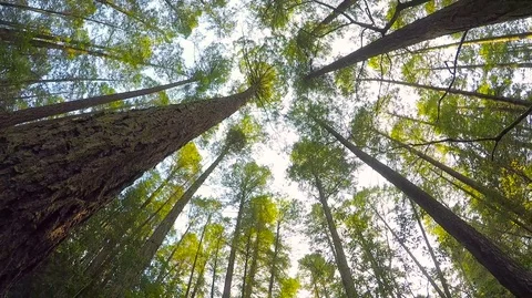 Under the Sequoia Trees in Napa Valley Video stock 69986262