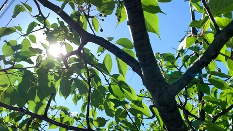 Under a shade of a cherry blossom or sakura tree with green leaves on sunny day Stock Footage 129958062