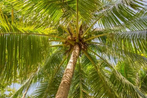 Under the shade of coconut trees Stock Photos