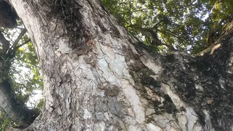 Under the Shade of the Green Giant Stock Footage 329267287