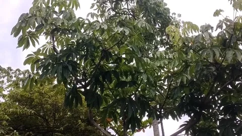 Under the Shade of the Leaves Stock Footage 327250137