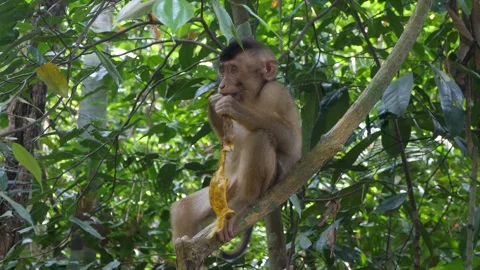 Under shade of tree, baby Pigtail Macaque devours remains of banana fruit Stock Footage 270460640