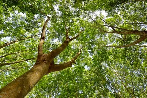 Under the shade of a tree Cover the sky Stock Photos