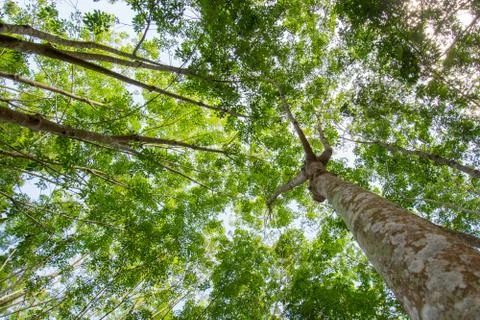 Under the shade of a tree Cover the sky Stock Photos