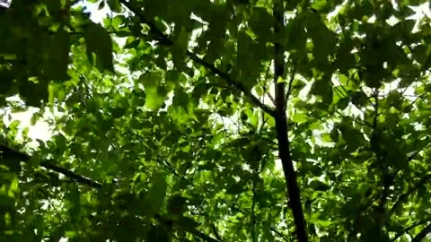Under the shade of a tree during the day Stock Footage 242241908