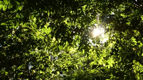 Under the shade of a tree Video stock 253701980