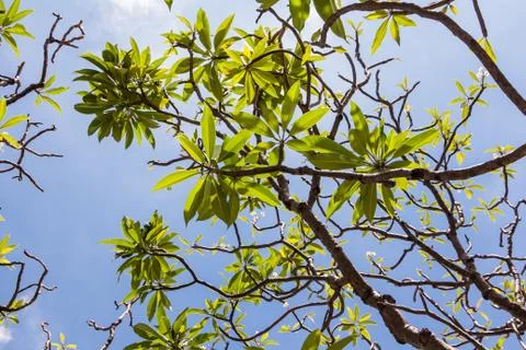Under the shade of tree... Stock Photos