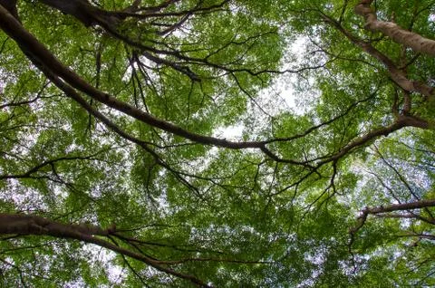 Under the shade of a tree Stock Photos