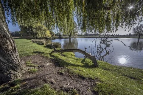 Under the shade of the willow tree Fotos Stock