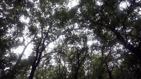 Under the Shadowy Tree Canopy Stockbeeldmateriaal 79331819