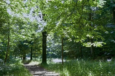 Under a shady leaf canopy Stock Photos