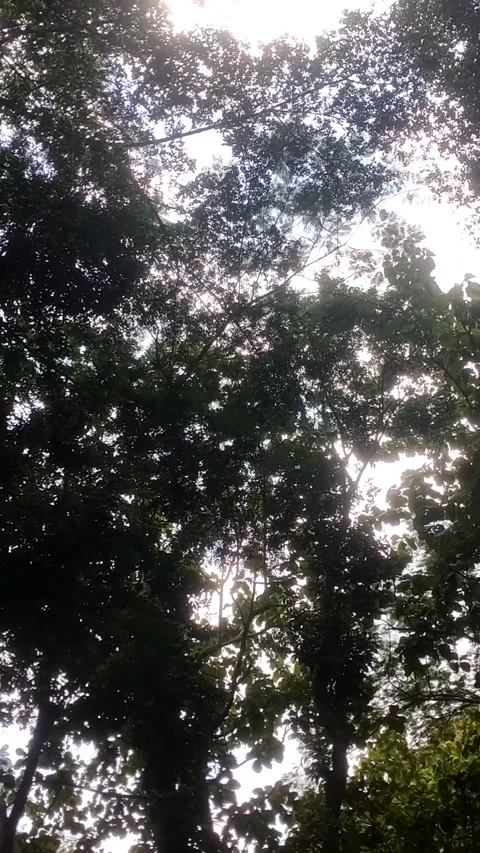 Under the shady tree Stock Footage 329178238