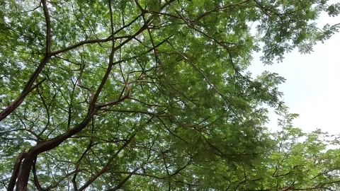 Under shady trees Stock Footage 285530168