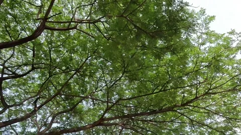 Under shady trees Stock Footage 285604021