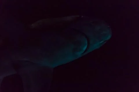 Under side of shark in the dark Stock Photos